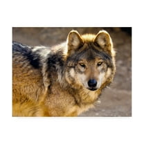 Trademark Fine Art 'Lobo Wolf' Canvas Art by Mitch Catanzaro