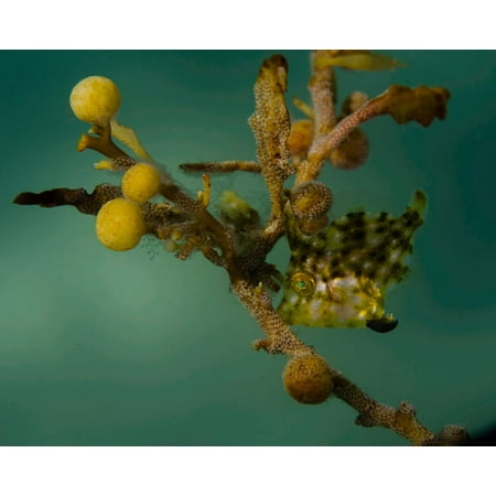 A juvenile planehead filefish hiding in sargassum weed Poster Print by Brent BarnesStocktrek (Best Way To Hide Weed Smell In Room)