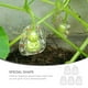 thumbnail image 4 of 5 moldes para dar forma a las frutas, moldes transparentes para dar forma a las frutas de ginseng, moldes para cultivar vegetales., 4 of 7