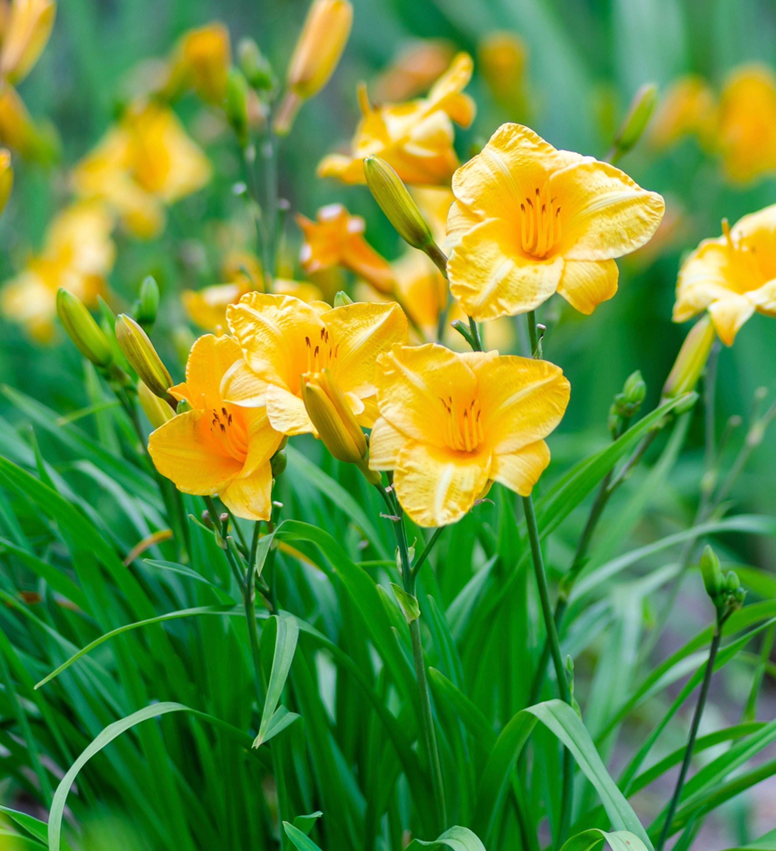 Southern Living Evergreen Stella Daylily Live Shrub in 2.5-Quart Grower Pot