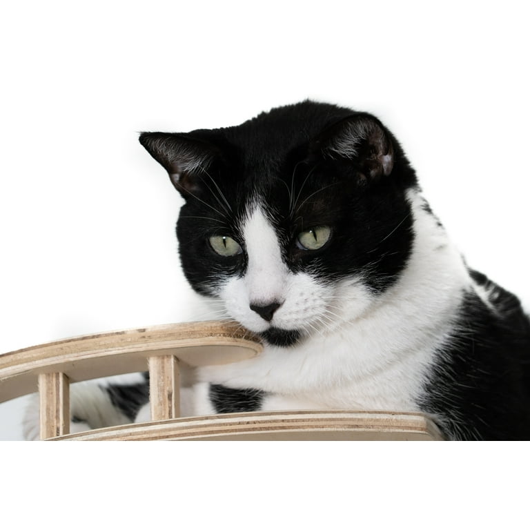 Rope cat 2024