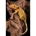 thumbnail image 2 of Crested Gecko Petrified Wood Wall Mural by Wallmonkeys Peel and Stick Graphic (48 in H x 33 in W) WM108164, 2 of 4