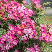 Perfect Plants Pink Drift® Rose 3 Gallon