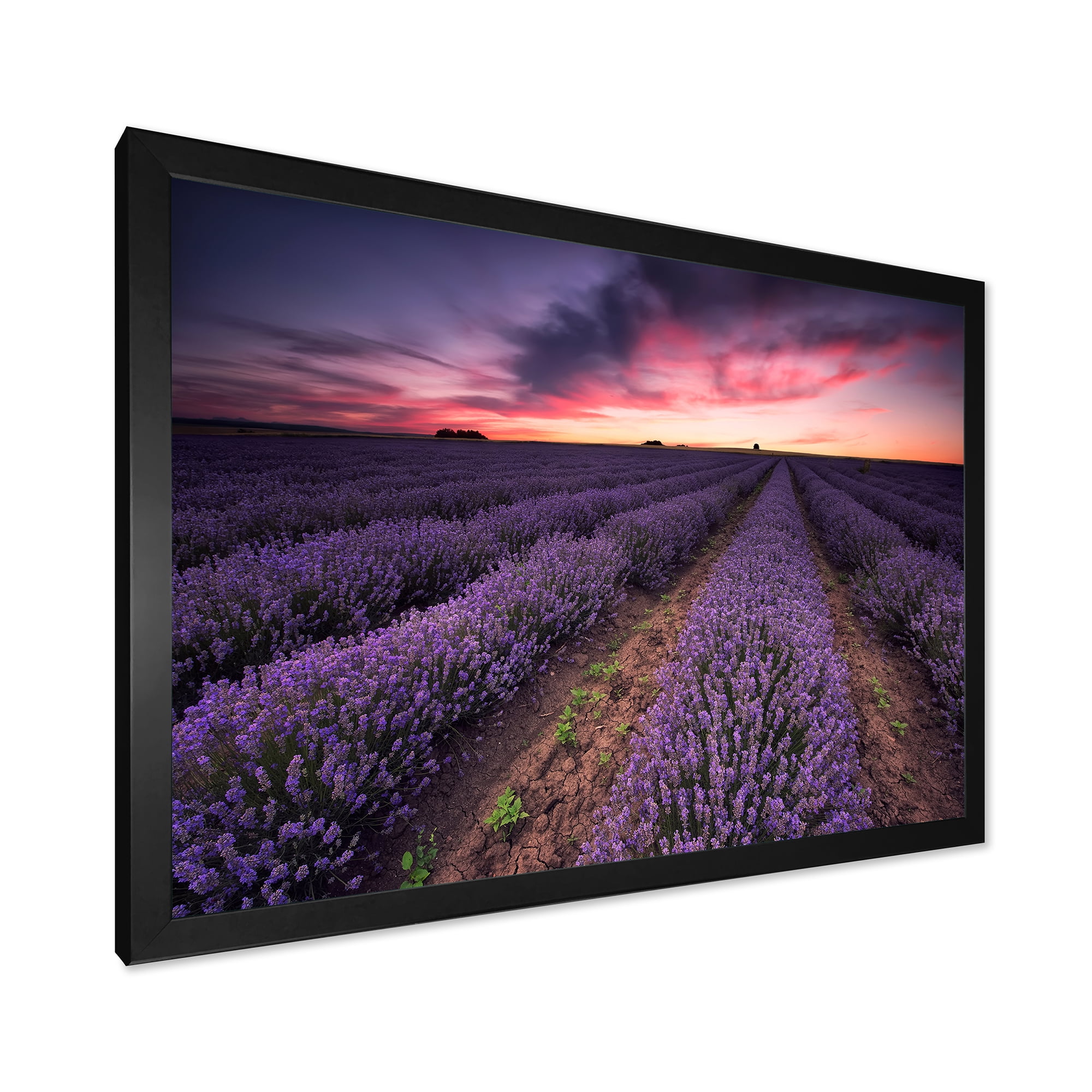 Designart 'Dramatic Clouds and Sunrise Over Lavender Field IX' Farmhouse Framed Art Print