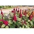 thumbnail image 3 of 100 Organic ELEPHANT HEAD AMARANTHUS Amaranthus Gangeticus Burgundy Red Flower Seeds, 3 of 6
