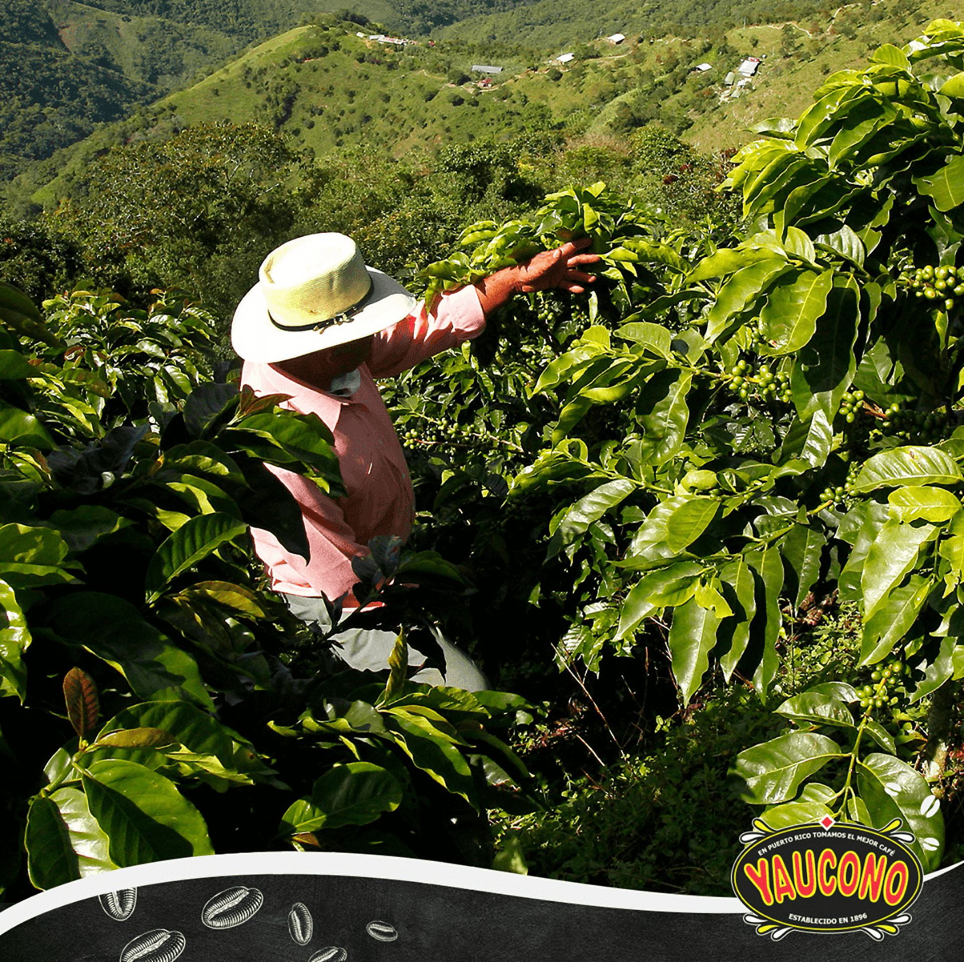 Yaucono Dark Roast Ground Coffee, 100% Arabica, 10 Ounce (Pack of 4)