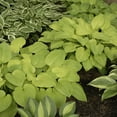 thumbnail image 4 of Direct Gardening August Moon Hosta 1 Gallon Potted Yellow Foilage Shade Perennial Plant, 4 of 5