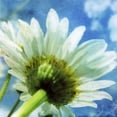 thumbnail image 2 of Blixt, Ingrid 15x15 Black Ornate Wood Framed with Double Matting Museum Art Print Titled - Daisies I, 2 of 4