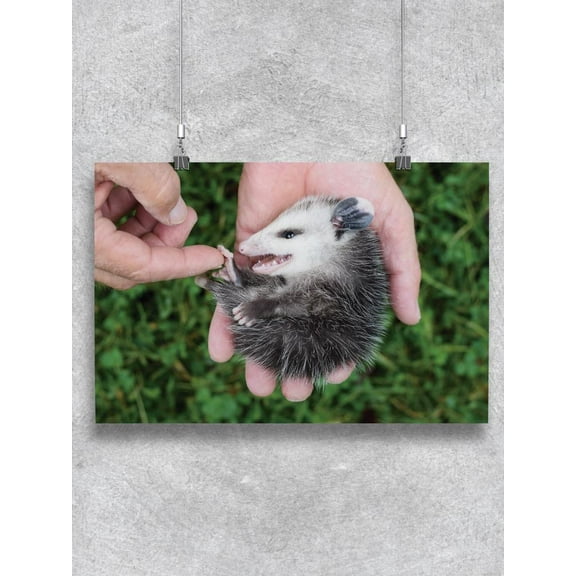 Smartprints Shutterstock Baby Opossum 16" x 24" Poster