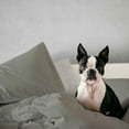 thumbnail image 4 of 500 TC Dark Grey King Size Sheet Sets By Fisher West New York, 4 of 7