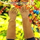 thumbnail image 5 of Guantes, Resistentes Al Desgaste, A Prueba De Pinchazos, Guantes De Trabajo Largos, Guantes De Piel De Oveja Para Arbustos Espinosos De Bayas, Podar Rosas, Recortar Arbustos, 5 of 7