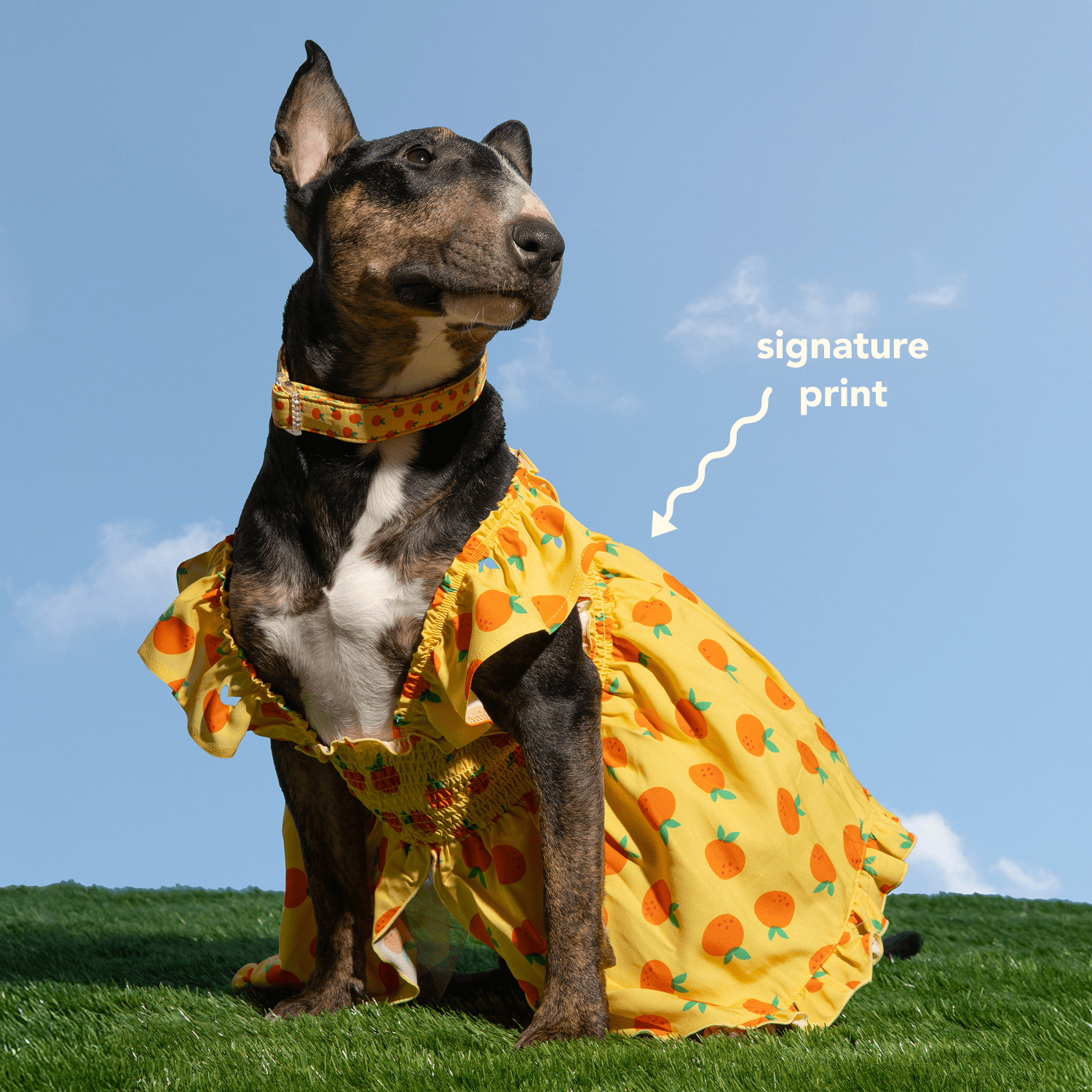 Oodles Sweet Citrus Ruffle Dog Dress, Yellow, Large
