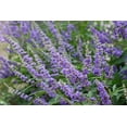 thumbnail image 1 of 25 CHASTE BERRY TREE Vitex Agnus Castus Monk's Pepper Purple Fragrant Flower Seeds, 1 of 11
