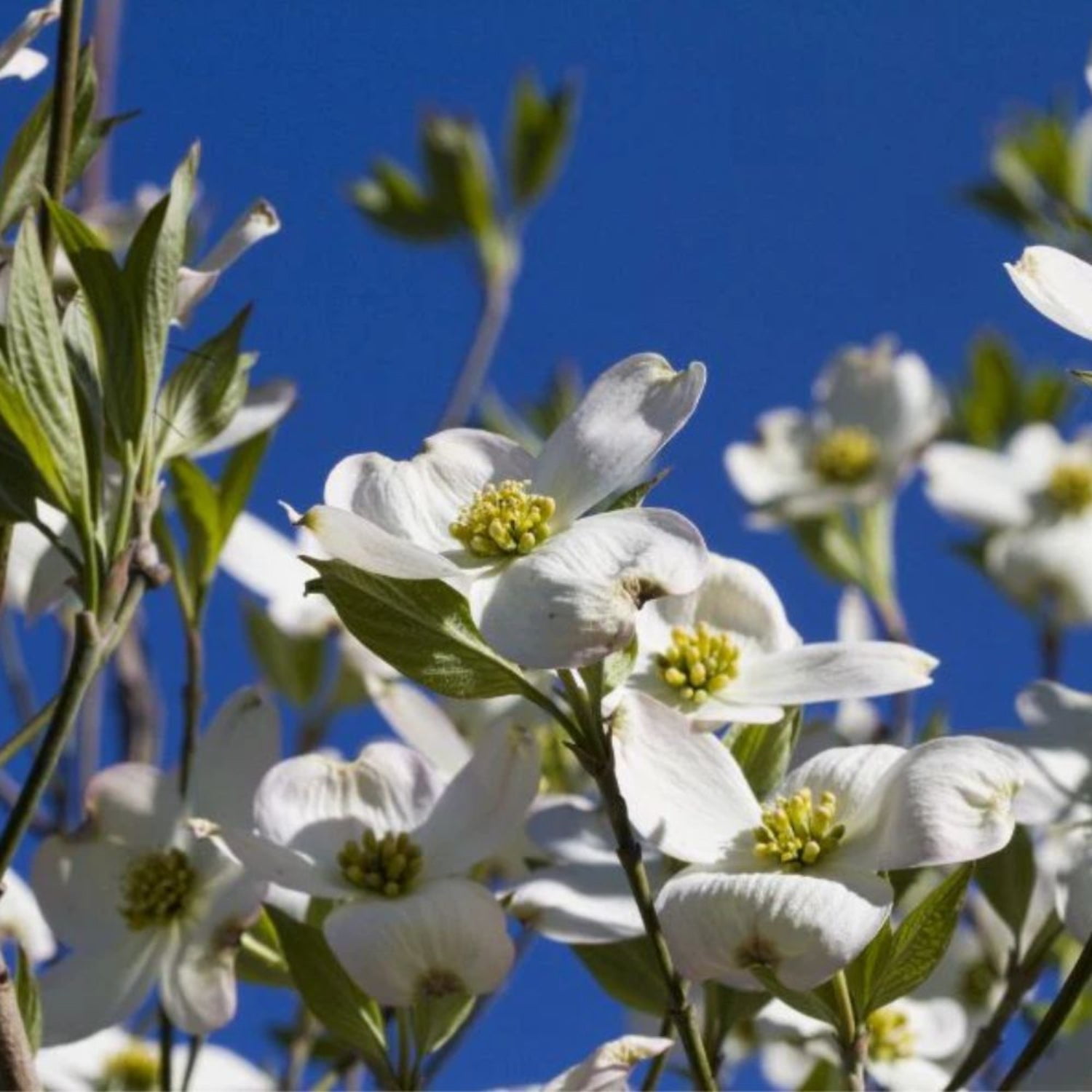 Expert Gardener 2-3 ft. Tall Cellestial White Dogwood Live Tree in 3- Gallon Grower Pot