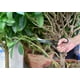 thumbnail image 5 of RV Tijeras de jardín robustas para cortar setos y ramas gruesas, 5 of 5