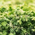 thumbnail image 6 of Direct Gardening 1 Gal. Pot, Hinoki Gold Fernspray Cypress Potted Evergreen Shrub, 6 of 6
