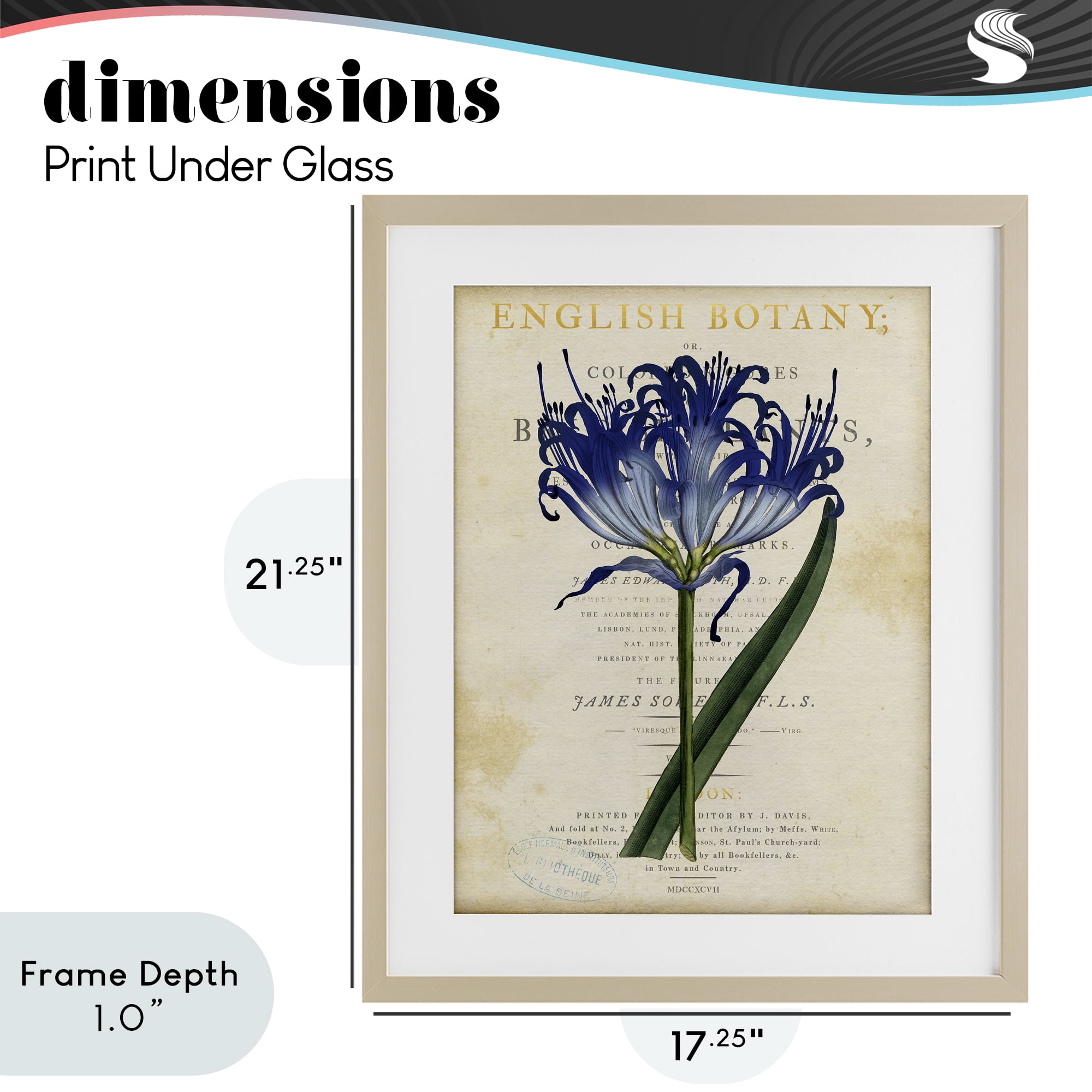 Stupell Industries English Botany Blue Floral Birch Framed Print Under Glass, design by Susan Arnot