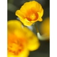 thumbnail image 2 of Nourock, Jonathan 25x32 White Modern Wood Framed Museum Art Print Titled - California Poppy I, 2 of 4