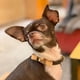 thumbnail image 2 of Puppy Luxury Custom Bow Tie Collar Leash Set for Yorkies Chihuahua Pet Dog Designer Collar for Small Dogs Dog Accessories LC0238 ShopWise Round, 2 of 8