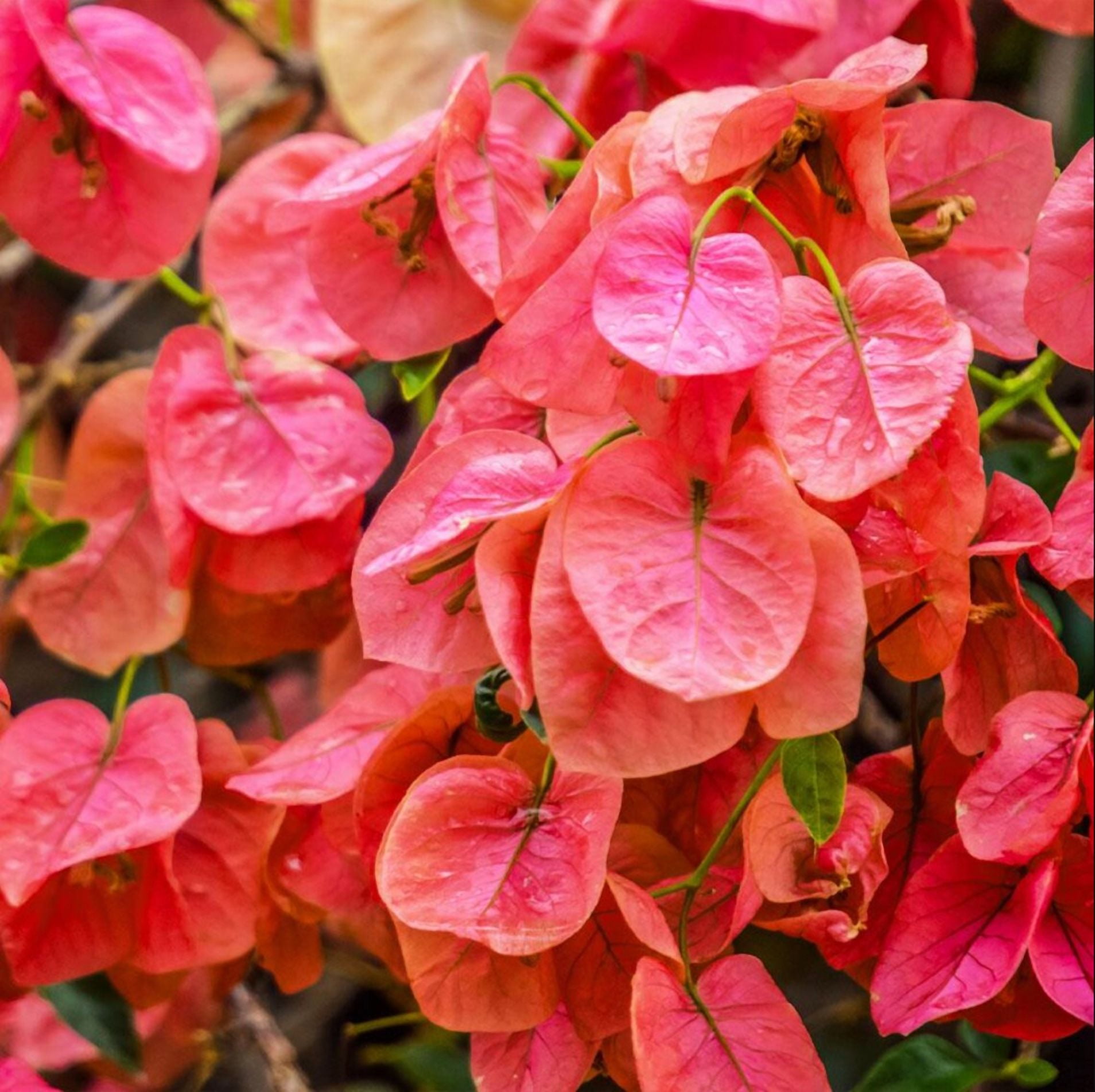 Set 2 Sundown Orange Bougainvillea Live Starter Plants for Planting, Orange Bougainvillea Flower Plants, Rare Multi-Colored Blooms, 4 to 6 Inch Tall, Ship No Pot
