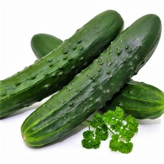 Marketer Cucumber Seeds - 100 Count Seed Pack - A Great Cucumber for Pickling and Salads, Having a mild Flavor with a hint of Sweetness - Country Creek LLC