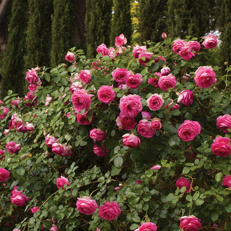 Heirloom Roses Pretty in Pink Eden Climber, Ready Flowers Heirloom Roses Pretty in Pink Eden Climber, Ready Flowers