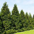 thumbnail image 5 of Thuja Green Giant Evergreen Trees, 5 of 5