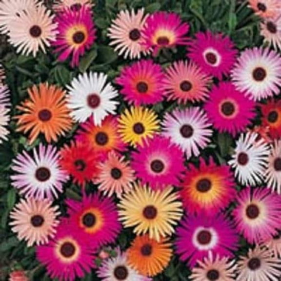 Seedville 200 Mixed Colors Plant Flower Seeds, Mesembryanthemum Daisy Dorotheanthus Bellidiformis