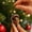 E, variant on Christmas Acorn Shaped Animal Ornament 2D Hanging Pendant Woodland Tree Decor Random Cord Design A