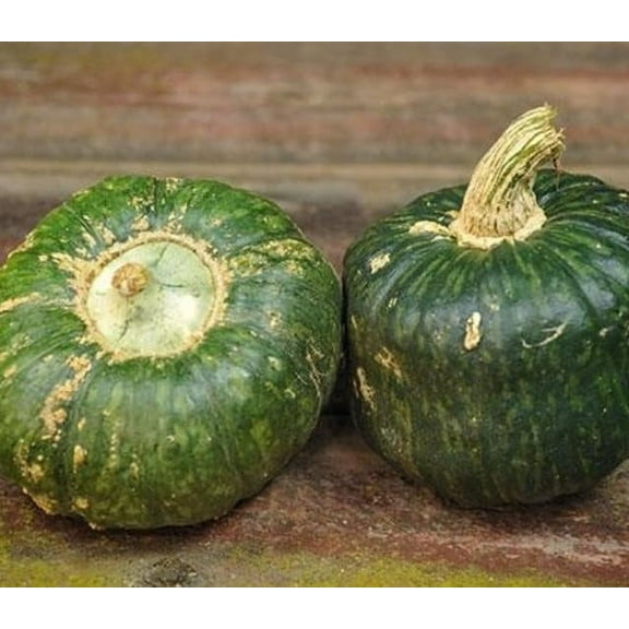 Burgess Buttercup Squash Seeds for Planting (10 Seeds)