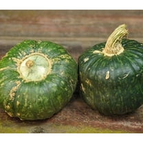 Burgess Buttercup Squash Seeds for Planting (10 Seeds)