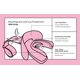 thumbnail image 3 of Markwort Vettex Protector Bucal Doubleguard para Adultos, Rosa Claro, 3 of 6
