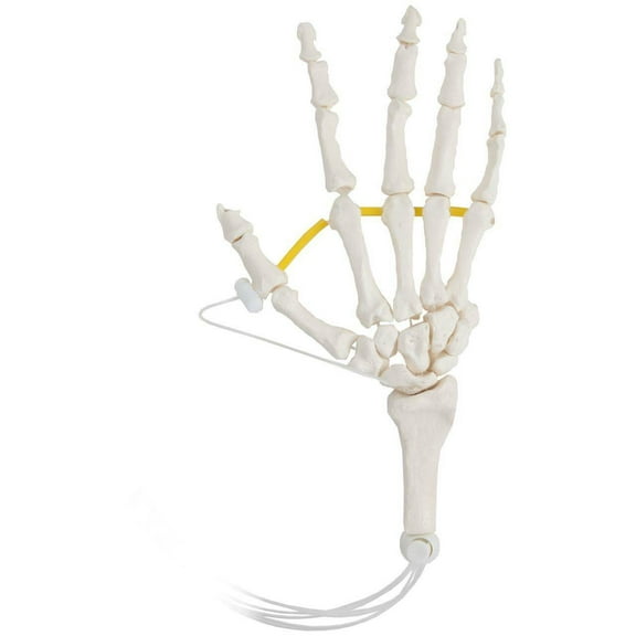 Axis Scientific Hand Skeleton Loosely Threaded - Right