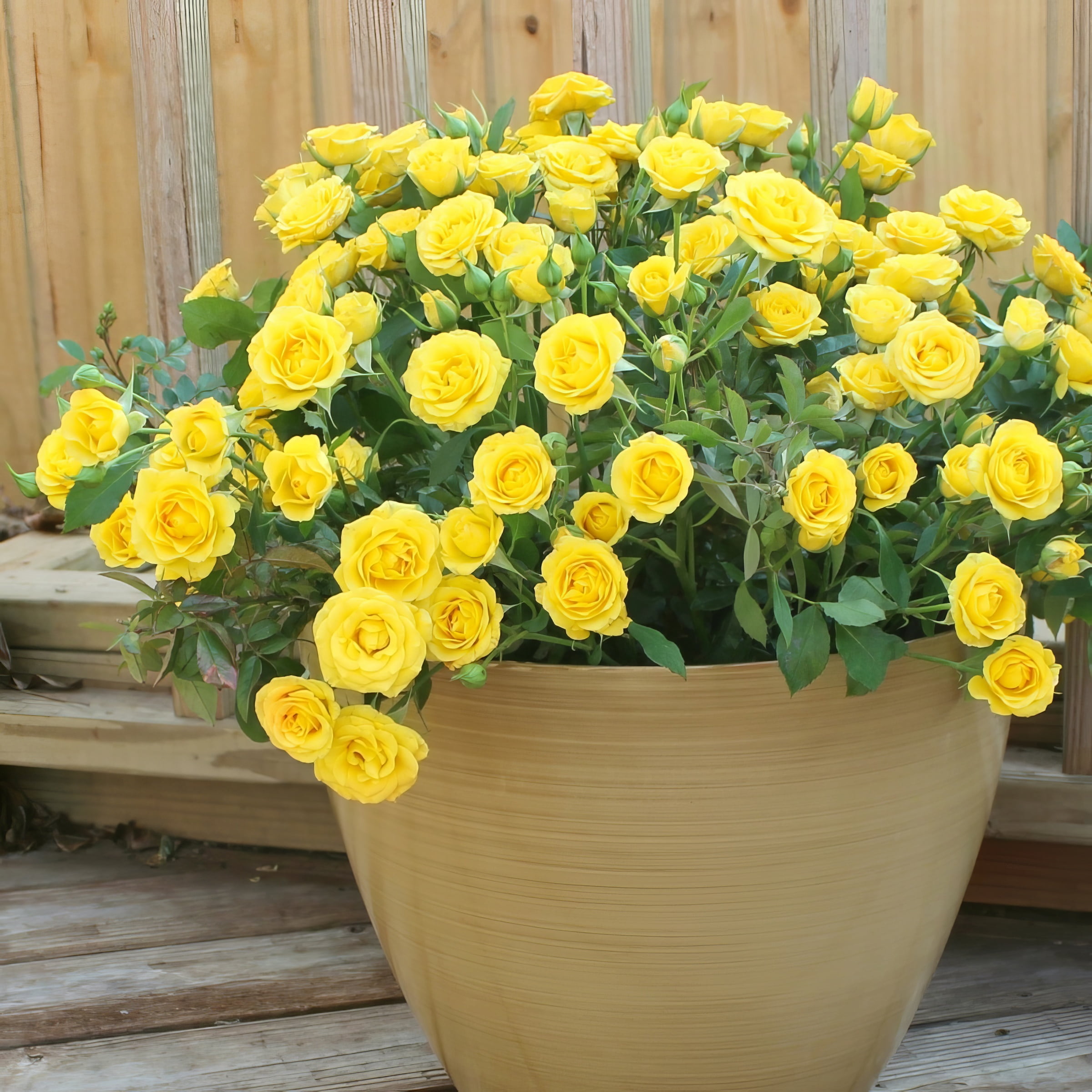 National Plant Network Live Shrub 4" Mini Rose Rise and Shine (3-Pack) with Full SUnlight