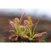 10 * Seeds * CARNIVOROUS SUNDEW Plant Drosera Flower Seeds