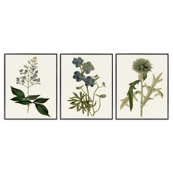 Stupell Industries Vintage Blue Botanical Flowers on Beige Design by Curtis, 3 Piece, 11" x 14", Black Framed