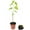 10 Plants, variant on Everbearing Mulberry Tree - Live Plant in a 4 Inch Pot - Edible Fruit Tree for The Patio and Garden