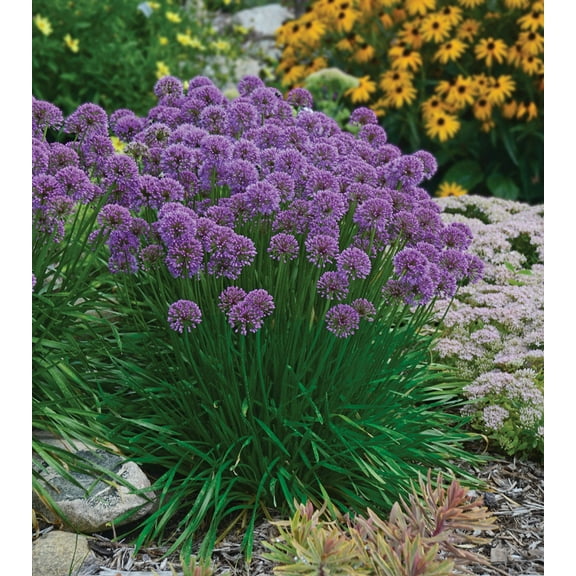 Millenium Flowering Onion - Allium - 2.5" Pot