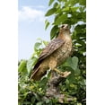 thumbnail image 1 of Garden Statue Hi-Line Gift Ltd Wild Hawk on Branch, 1 of 7