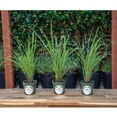 thumbnail image 2 of 3 Lemongrass, Live Plant, 4" Nursery Pots, Cymbopogon Citratus, West Indian Lemongrass, Fully Rooted for Kitchen Garden, 2 of 4