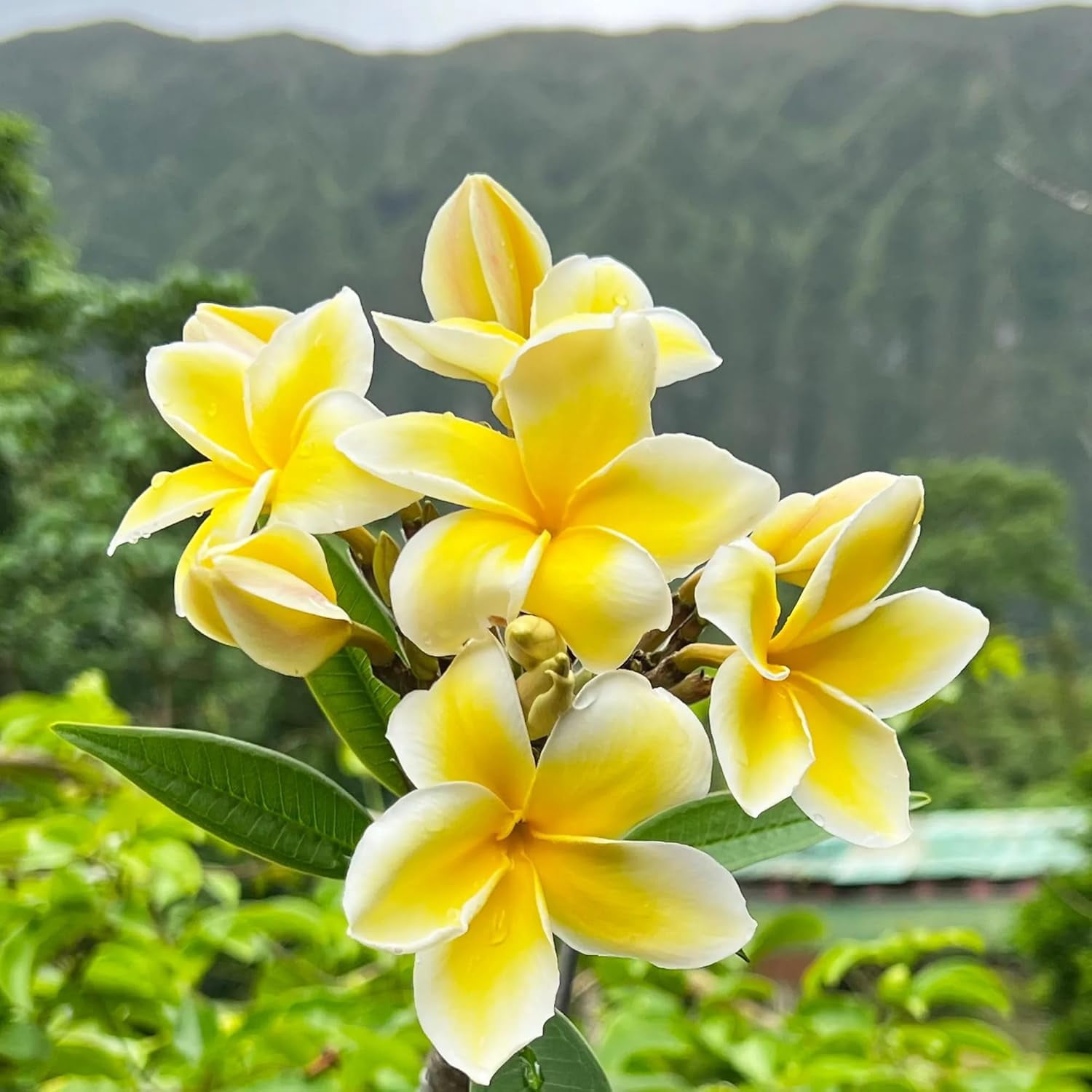 BloomVivid  11  inch Yellow Plumeria Plant Live Plants Full Sun, Attract Birds