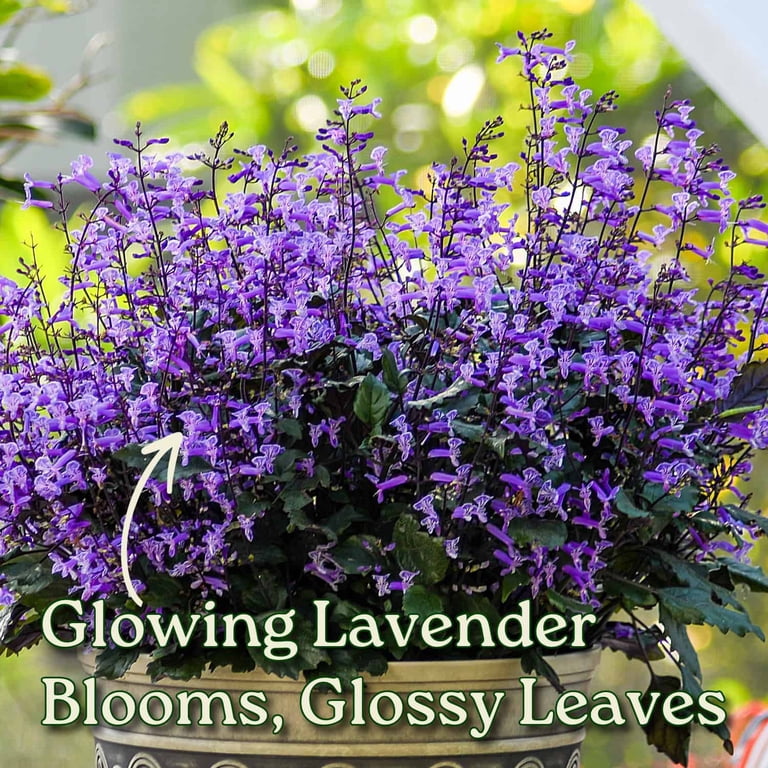 Mona Lavender Plant - Plectranthus - Live Flower Plant - Overall Size 22" to 24" - Tropical Plants of Florida (Plant + Fertilizer)