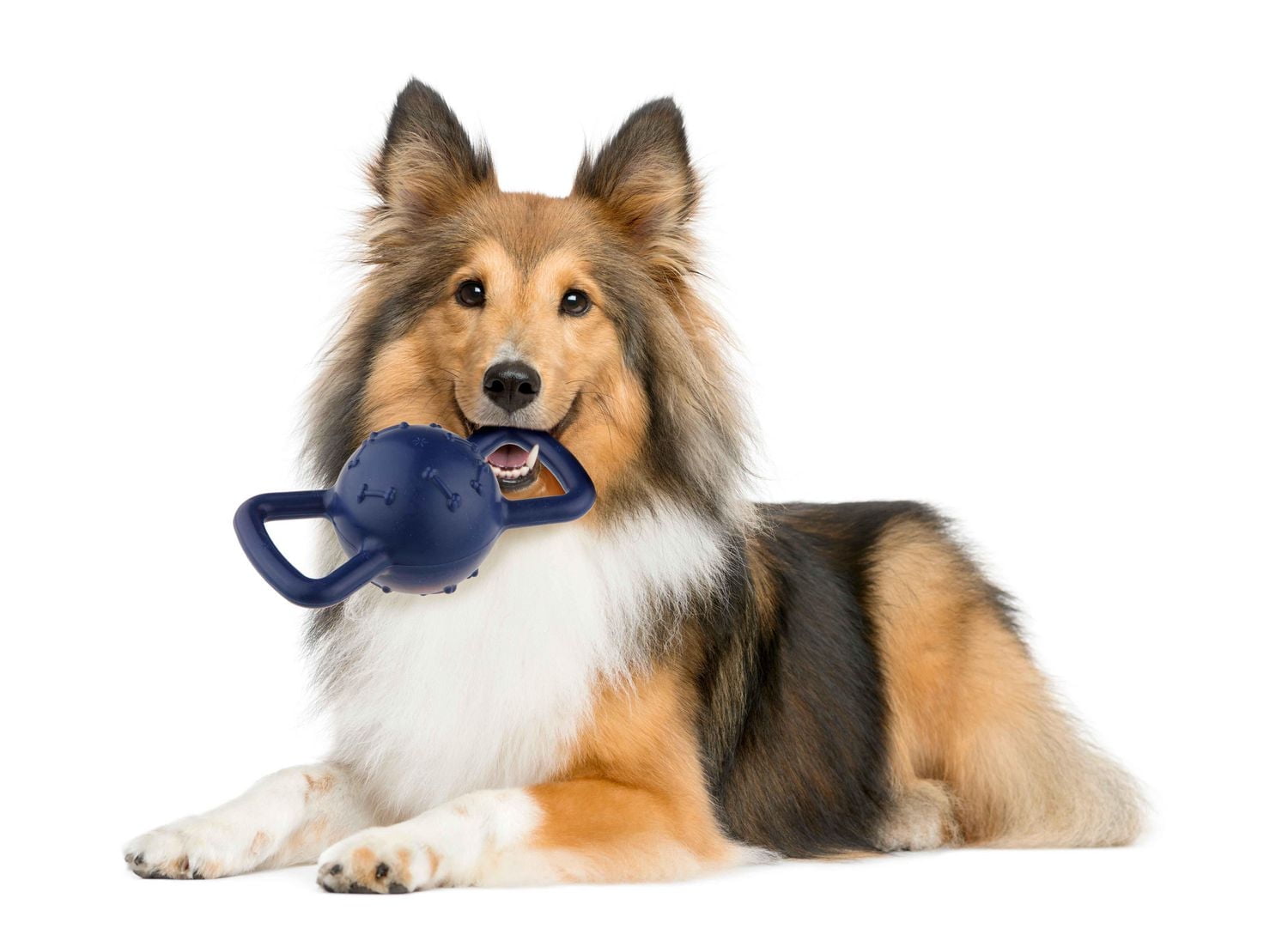 Jouet d'haltères pour chien avec grincement