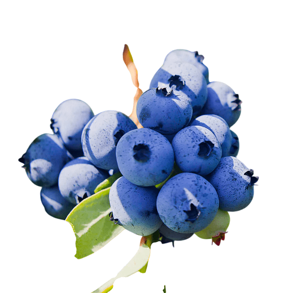 Powderblue Blueberry Bush – Live Rabbiteye Blueberry Plants with Sweet Blue Berries, 1 Gallon Potted, Set of 2
