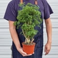 thumbnail image 2 of Aralia Ming Stump Plant Live Plant for Indoor | Different Houseplants in 4'' & 6'' Pot | Real House Plant for Living Room, Office, Desk & Bathroom | Polyscias fruticosa, 2 of 6