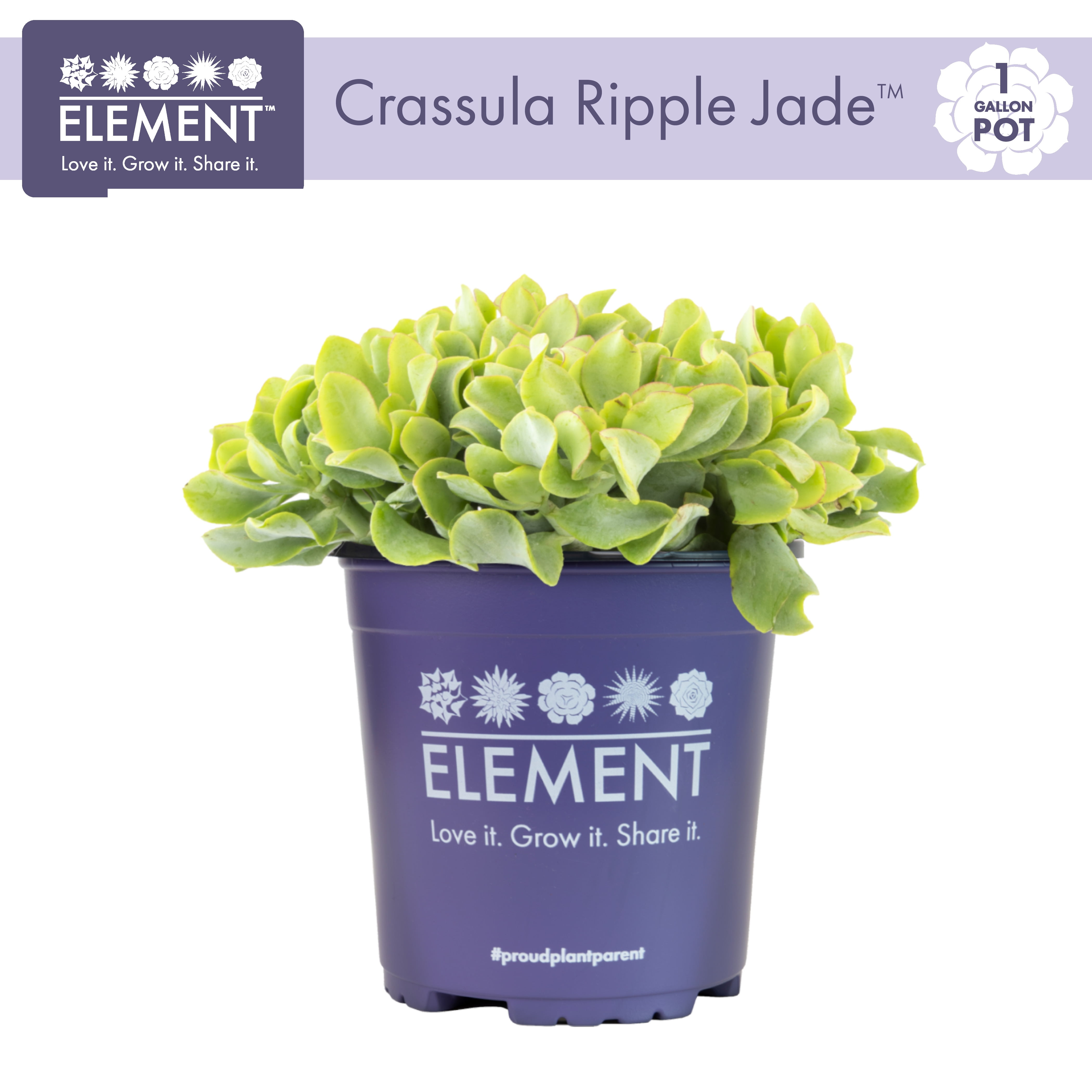 Element by Altman Plants 1Gal Crassula Ripple Jade Live Succulent Plant