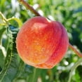 thumbnail image 4 of Brighter Blooms - Frost Proof Peach, 5-6 ft. - No Shipping to AK, AL, AR, AZ, CA, CO, HI, ID, LA, MS, OR, WA, 4 of 4