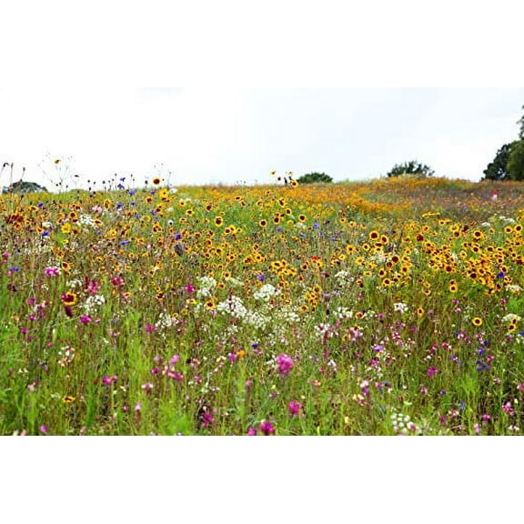 Sweet Yards Seed Co. Drought Tolerant Wildflowers Mix - Bulk Quarter Pound Bag - Over 30,000 Open Pollinated Non-GMO Seeds - 21 Different Dryland Species!