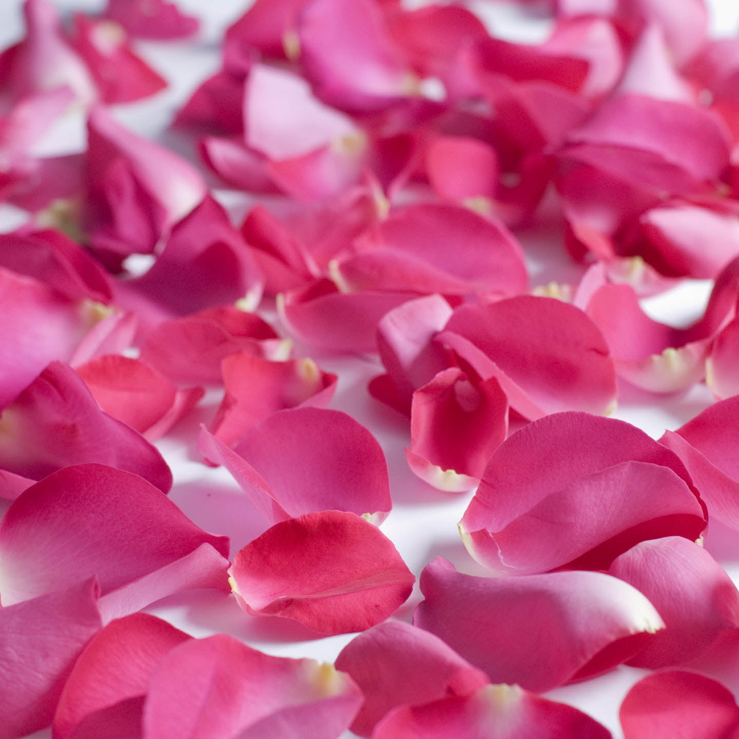 Rose Petals 3 Bags of Hot Pink Farm Direct Fresh Cut Flower Petals 