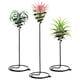 thumbnail image 2 of 3 soportes para tillandsias, soportes para plantas de aire, soportes para exhibir flores en espiral, soporte de escritorio para tillandsias., 2 of 5
